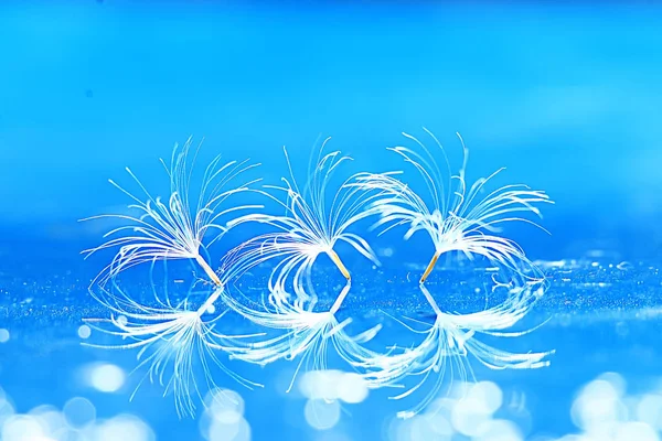 karahindiba paraşüt tohumlar üzerinde açık mavi renkli kuru. Yaz doğa duvar kağıdı 