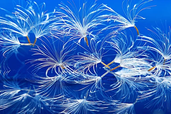 karahindiba paraşüt tohumlar üzerinde açık mavi renkli kuru. Yaz doğa duvar kağıdı 