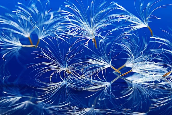 Dry Dandelion Parachute Seeds Light Blue Background Summer Nature Wallpaper — Stock Photo, Image