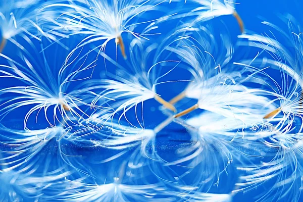 karahindiba paraşüt tohumlar üzerinde açık mavi renkli kuru. Yaz doğa duvar kağıdı 