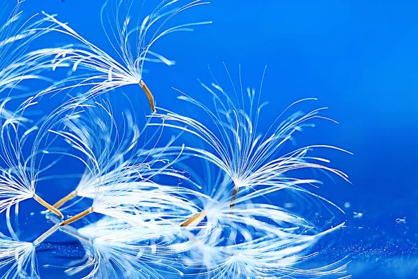 Sementes Secas Paraquedas Dente Leão Fundo Azul Claro Verão Natureza — Fotografia de Stock