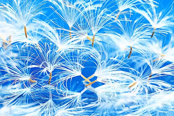 karahindiba paraşüt tohumlar üzerinde açık mavi renkli kuru. Yaz doğa duvar kağıdı 