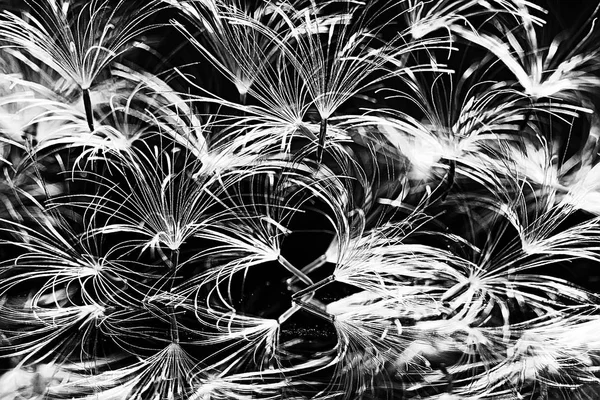 karahindiba paraşüt tohumlar koyu arka plan üzerinde kuru. Yaz doğa duvar kağıdı 