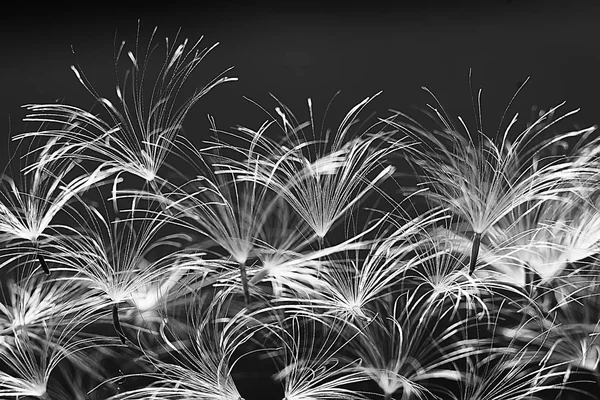 karahindiba paraşüt tohumlar koyu arka plan üzerinde kuru. Yaz doğa duvar kağıdı 