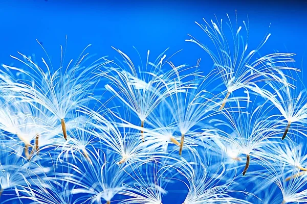 karahindiba paraşüt tohumlar üzerinde açık mavi renkli kuru. Yaz doğa duvar kağıdı 