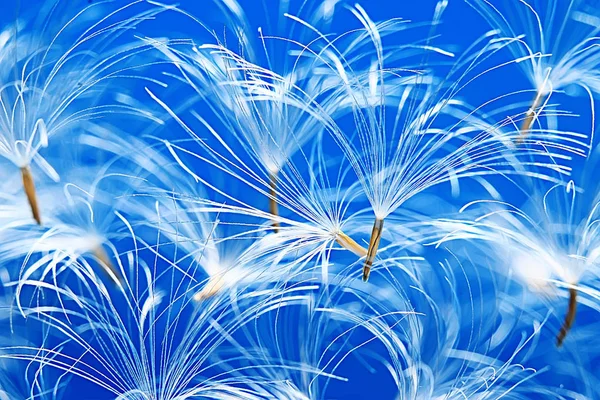 karahindiba paraşüt tohumlar üzerinde açık mavi renkli kuru. Yaz doğa duvar kağıdı 