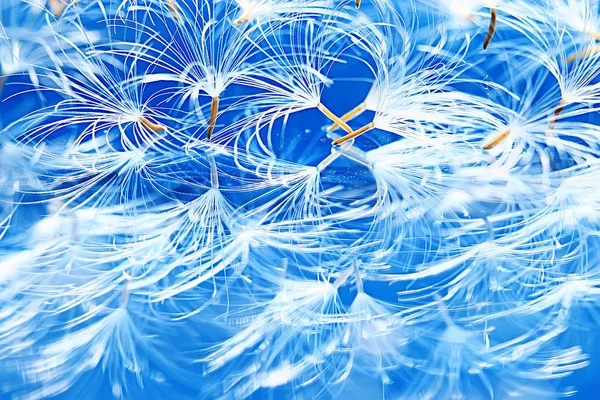 干蒲公英降落伞种子在浅蓝色背景 夏日自然壁纸 — 图库照片