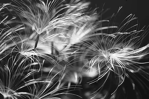 karahindiba paraşüt tohumlar koyu arka plan üzerinde kuru. Yaz doğa duvar kağıdı 