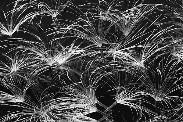 karahindiba paraşüt tohumlar koyu arka plan üzerinde kuru. Yaz doğa duvar kağıdı 