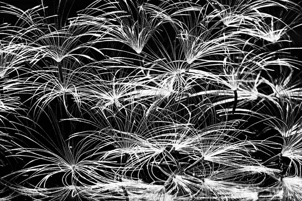 karahindiba paraşüt tohumlar koyu arka plan üzerinde kuru. Yaz doğa duvar kağıdı 