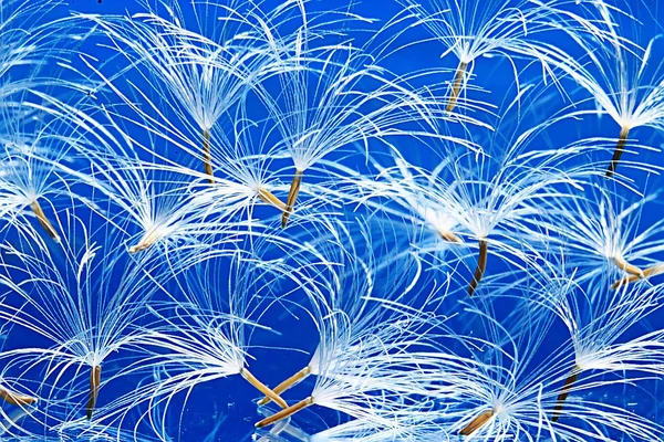 karahindiba paraşüt tohumlar üzerinde açık mavi renkli kuru. Yaz doğa duvar kağıdı 