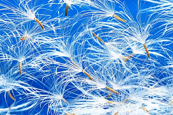 Dry Dandelion Parachute Seeds Light Blue Background Summer Nature Wallpaper — Stock Photo, Image