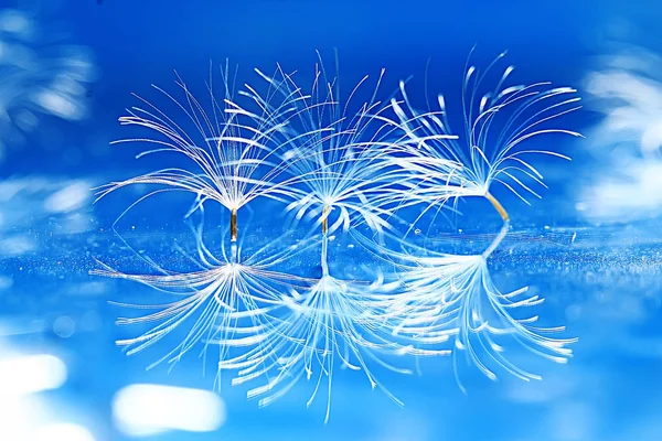 karahindiba paraşüt tohumlar üzerinde açık mavi renkli kuru. Yaz doğa duvar kağıdı 