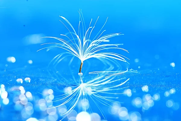 karahindiba paraşüt tohum üzerinde açık mavi renkli kuru. Yaz doğa duvar kağıdı 