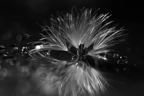 karahindiba paraşüt tohumlar koyu arka plan üzerinde kuru. Yaz doğa duvar kağıdı 