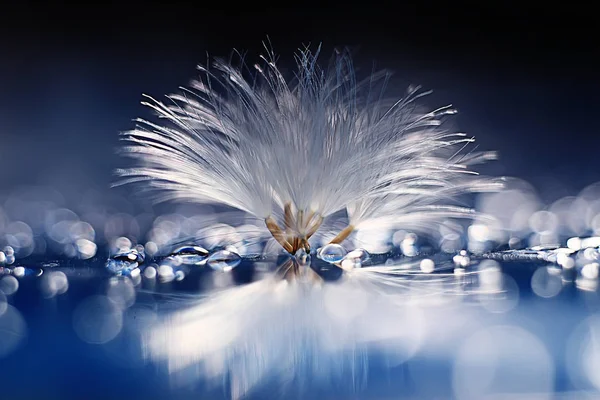 karahindiba paraşüt tohumlar üzerinde açık mavi renkli kuru. Yaz doğa duvar kağıdı 