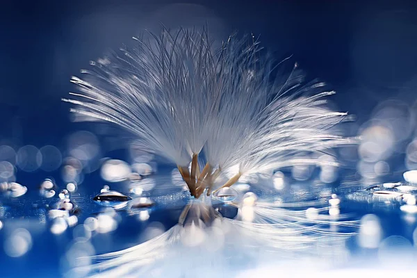 karahindiba paraşüt tohumlar üzerinde açık mavi renkli kuru. Yaz doğa duvar kağıdı 