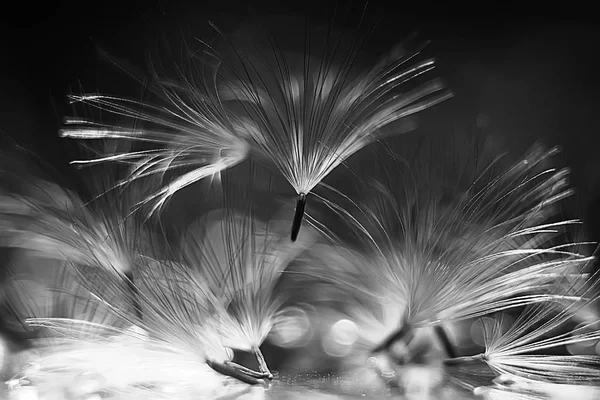 karahindiba paraşüt tohumlar koyu arka plan üzerinde kuru. Yaz doğa duvar kağıdı 