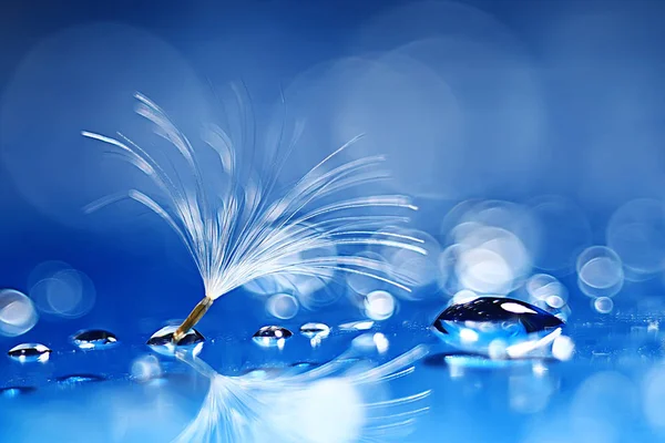 Semente Paraquedas Dente Leão Seco Fundo Azul Claro Verão Natureza — Fotografia de Stock