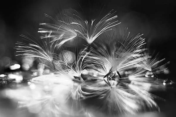 karahindiba paraşüt tohumlar koyu arka plan üzerinde kuru. Yaz doğa duvar kağıdı 