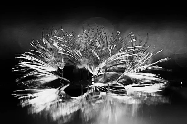 karahindiba paraşüt tohumlar koyu arka plan üzerinde kuru. Yaz doğa duvar kağıdı 