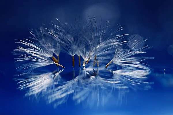 karahindiba paraşüt tohumlar üzerinde açık mavi renkli kuru. Yaz doğa duvar kağıdı 