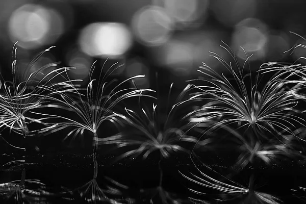 karahindiba paraşüt tohumlar koyu arka plan üzerinde kuru. Yaz doğa duvar kağıdı 