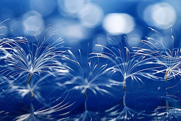 Suchá Semena Pampelišky Padák Světle Modrém Pozadí Letní Příroda Tapety — Stock fotografie