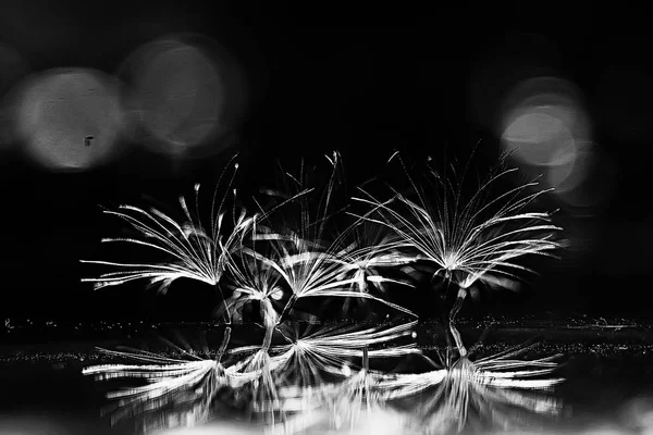 karahindiba paraşüt tohumlar koyu arka plan üzerinde kuru. Yaz doğa duvar kağıdı 