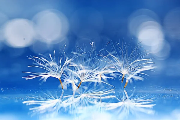 karahindiba paraşüt tohumlar üzerinde açık mavi renkli kuru. Yaz doğa duvar kağıdı 