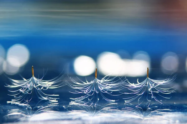 Sementes Secas Paraquedas Dente Leão Fundo Azul — Fotografia de Stock