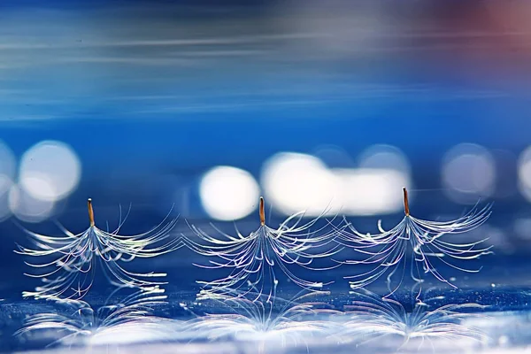 Sementes Secas Paraquedas Dente Leão Fundo Azul Claro Verão Natureza — Fotografia de Stock