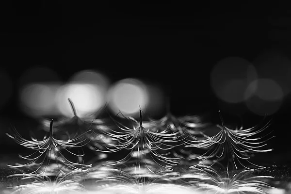 Sementes Secas Paraquedas Dente Leão Fundo Escuro Verão Natureza Papel — Fotografia de Stock