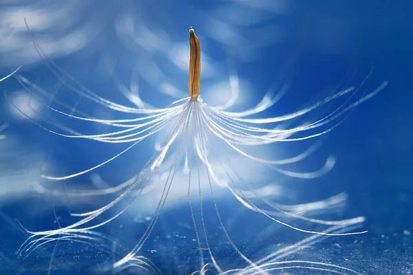 Dry Dandelion Parachute Seed Blue Background — Stock Photo, Image