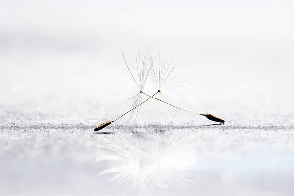 Droge Paardebloem Parachute Zaden Lichte Achtergrond Zomer Natuur Behang — Stockfoto