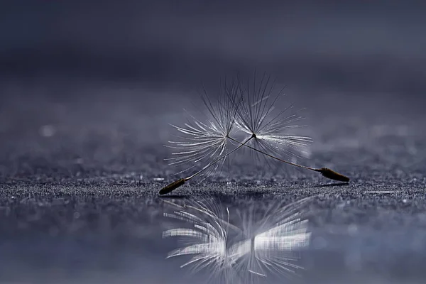 Dry Dandelion Parachute Seeds Grey Background Summer Nature Wallpaper — Stock Photo, Image