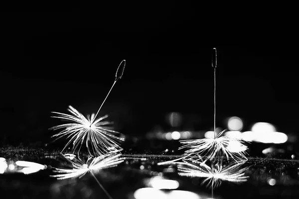 Dry Dandelion Parachute Seeds Dark Background — Stock Photo, Image