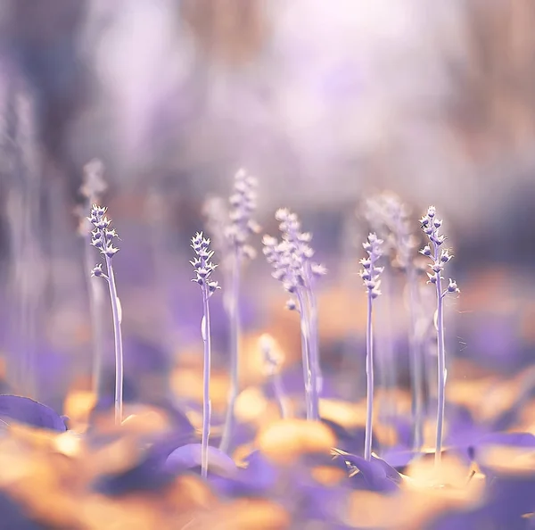 Petites Fleurs Sauvages Lilas Poussant Dans Forêt Printanière — Photo
