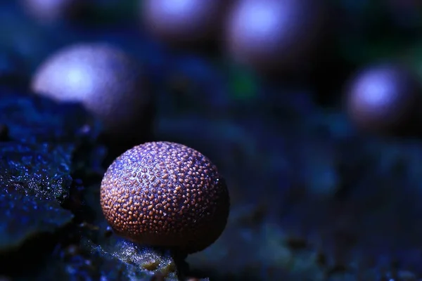 Beautiful Little Mushroom Dark Forest Macro Nature Background Blue Light — Stock Photo, Image