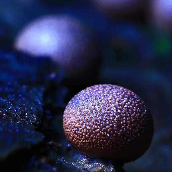 Karanlık Orman Makro Doğa Arka Plan Güzel Küçük Mantar Mavi — Stok fotoğraf