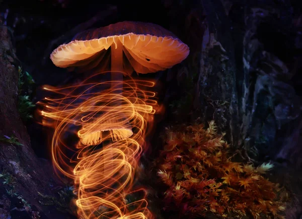 mushroom in dark forest, macro nature background. Creative light effect