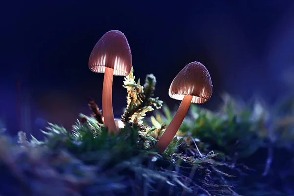 Szép Kis Gomba Sötét Erdőben Makró Természet Háttér — Stock Fotó