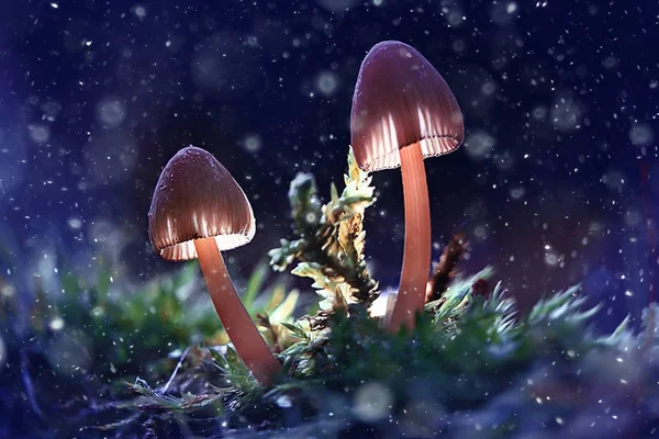Schöne Kleine Pilze Dunklen Wald Makro Natur Hintergrund — Stockfoto