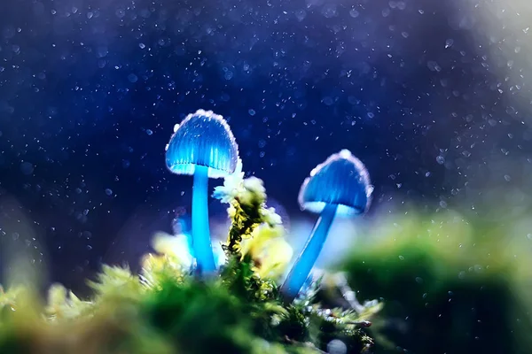 Schöne Kleine Pilze Dunklen Wald Makro Natur Hintergrund Blaulicht Effekt — Stockfoto