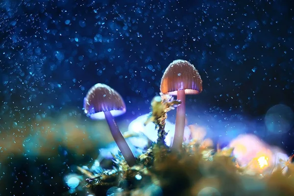 Hermosas Setas Bosque Oscuro Fondo Macro Naturaleza Efecto Luz Azul — Foto de Stock