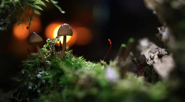 Belos Cogumelos Pequenos Floresta Escura Macro Natureza Fundo — Fotografia de Stock