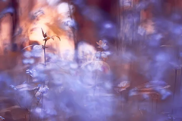 Kleine Wildblumen Die Frühlingswald Wachsen — Stockfoto