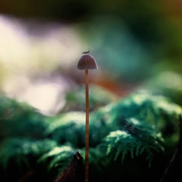 暗い森 マクロ 自然の背景に美しい小さなキノコ — ストック写真