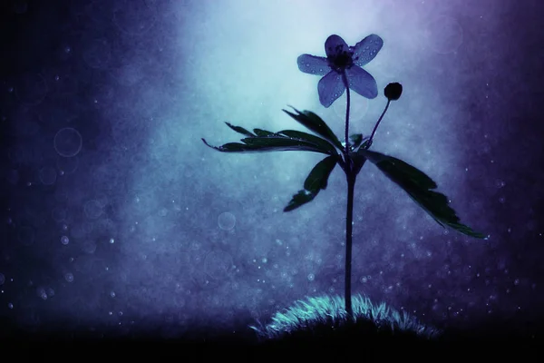 Prachtige Lente Bloemen Groeien Het Bos Blauwe Kleuren — Stockfoto