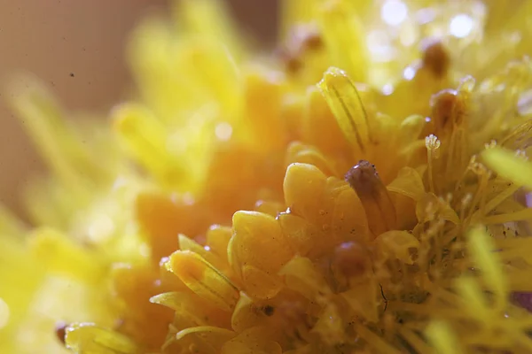 美丽的黄色花朵的微距照片 — 图库照片